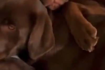 Double Trouble: Hilarious Encounters with Two Dogs Who Share the Same Shape!