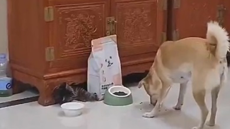 Feisty Feline vs. Canine Crisis: Watch in Awe as a Cat Puts a Dog in a Hilariously Critical Moment!