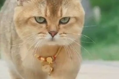 Giant Cat Channels its Inner Tiger - Prepare to be Roar-struck!