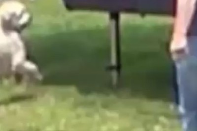 Hilarious Cat's Hissy Fit Over Nail Trimming Goes Viral!