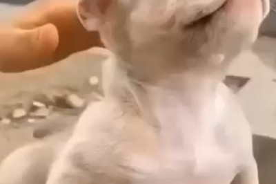 Hilarious Small Dog's Culinary Dreams - A Must-Watch Food Fantasy Fiasco!