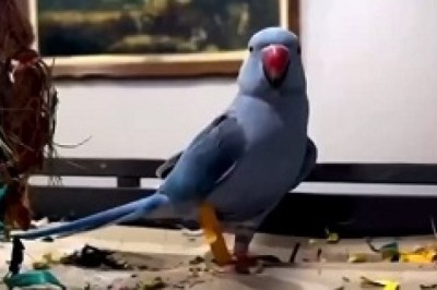 Mwah! Polly's Peculiar Obsession: A Parrot's Passionate Kiss to a Camera!