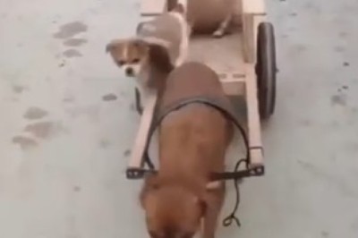 Pawsome Parenting Skills: Hilarious Dog Pulls Adorable Cubs on Cart Adventure!