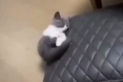 Purrfectly Clumsy Cat Catastrophe: Hilarious Bedtime Blunder!