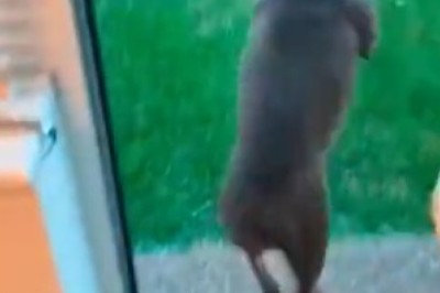 Rainy Day Antics: Hilarious Dog's Reaction to Rain Will Leave You in Stitches!