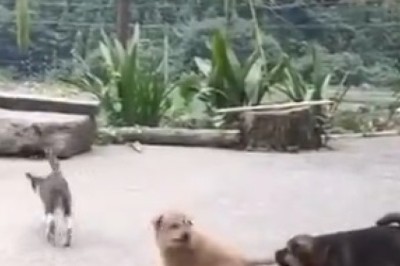 The Fur-tastic Frenemies: Hilarious Quarrel Between Two Dogs and a Cat Will Tug at Your Heartstrings!