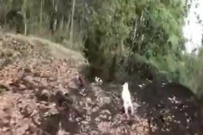 Unbelievable Bike vs Dog Race: Who Will Come Out on Top?