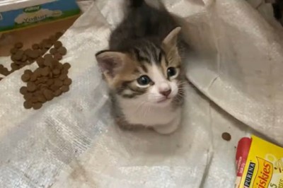 Unleashing the Chaos: Cat Gang Dinner Time Shenanigans!