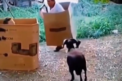 When Goats Go Rogue: Hilarious Showdown Between Man and Mischievous Goat!