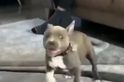 Zoomies gone wild! Watch this small dog break records in fast-moving hilarity!