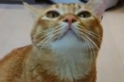 Hilarious Cat Exposes Secret Talent: Making the World's Most Epic Imaginary Sound!