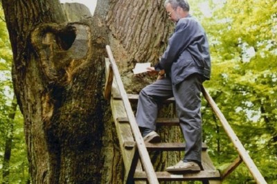 500-Year-Old Matchmaking Tree: Love Letters, Wedding Bells, and a Mysterious Connection