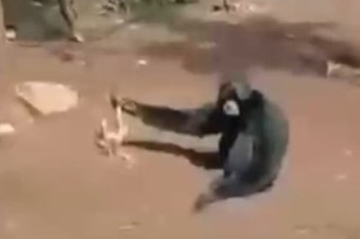 Adorable Hedgehog vs Mischievous Monkey: Unlikely Chase-Off Leaves Internet in Stitches!