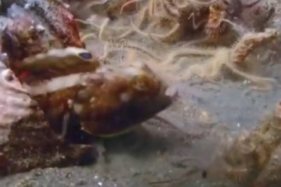 Brawl Underwater: Hilarious Fish Fight Captured at the Bottom of the Sea!