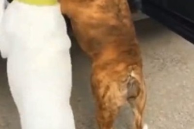 Hilarious Canine Comedy: Watch Two Dogs Struggle to Get into the Car!