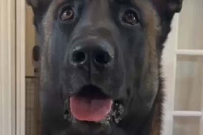 Hilarious Hijinks: The Dog with a 'Light'bulb Moment - Watch as Confused Canine Wanders Through the World of Illumination!