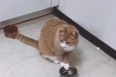 Hilarious Hunger Games: Watch a Cat's Epic Quest for Food!