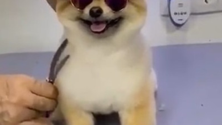 Hilarious Pomeranian Takes Over the Barber's Chair - #FurryBarberShopAntics!