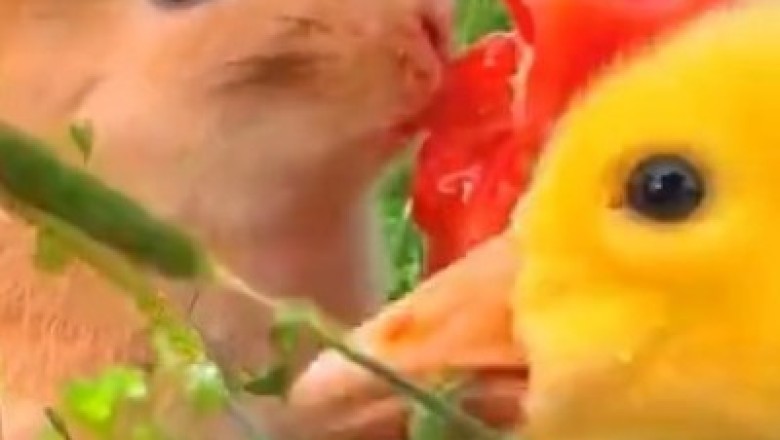 Quack Jumps and Bunny Hops: A Delightful Adventure in the Orchard!