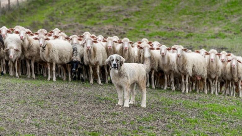 The Disruption of Livestock Guardian Dogs: Compromising Animal Protection in Wolf Areas