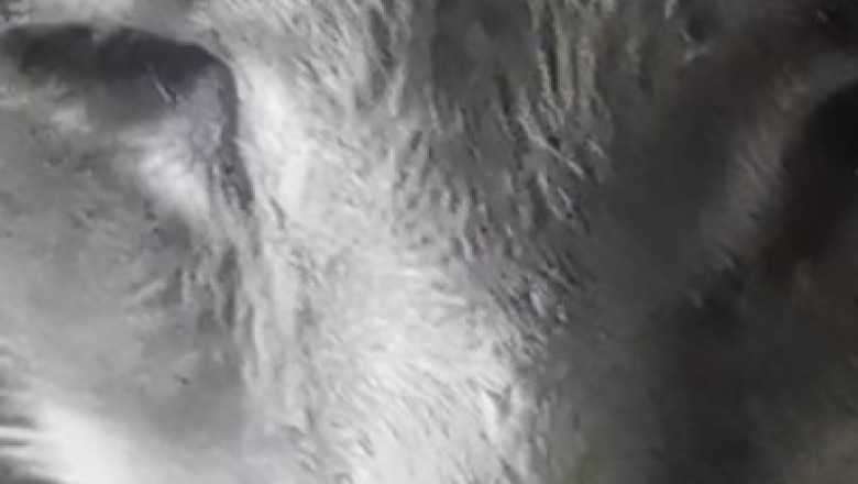 Unbelievable! Viral Video: Cat Masters the Art of Zen and Calmness!