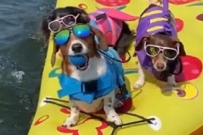 Unleash the Laughter: Hilarious Video of a Dog Captaining a Boat and Pulling Three Fellow Canine Companions!