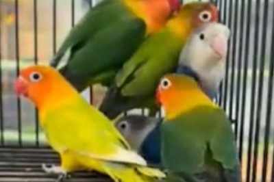 Wings of Hilarity: Hilarious Video of Parrots Unleashing their Feathery Antics Inside a Cage!