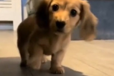 Adorable Pooch's Hilarious Quest! Watch as this Determined Dog Goes on a Charming Mission to Get Somewhere!