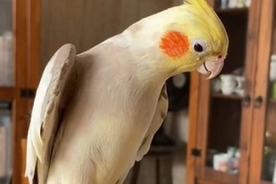 Feathered Feelings Galore: Watch as this Emotional Parrot Takes You on a Hilarious Rollercoaster Ride!