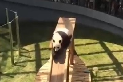 Panda Pandemonium: Hilarious Video of a Playful Panda Jumping on a Sled!