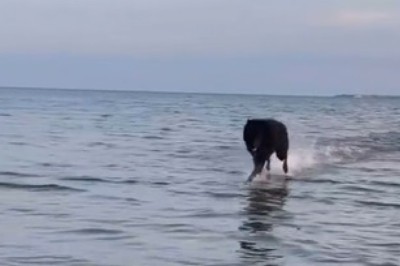 Pawsitively Divine: Watch in Amazement as a Clever Dog Defies Gravity and Takes a Stroll on Water!