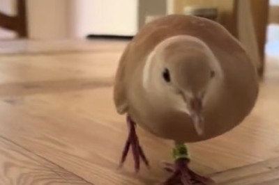 Unbelievable Antics of Hilarious Doves - Prepare to Be Astonished!