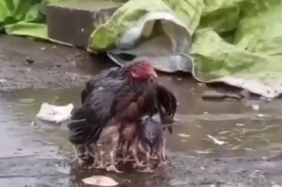Feathered Hero Saves the Day: Watch This Hilarious Hen Shield Her Chicks from a Surprise Rainstorm!