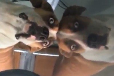 Hilarious Dog vs. Sneaky Car Window: You Won't Stop Laughing at this Pawsome Surprise!