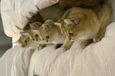 Pawsitively Hilarious: Cats React to Cartoons in the Most Adorable and Unpredictable Ways!