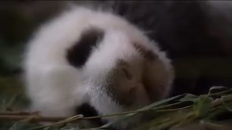 Adorable Panda Caught in Hilariously Deep Sleep - You Won't Believe the Cuteness!
