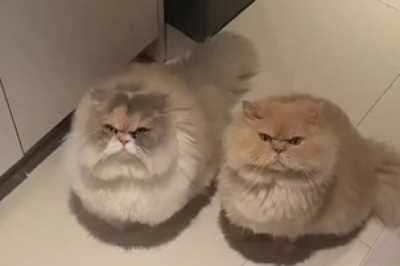 Hilarious Cat Duo Get Caught in an Adorably Incomprehensible Predicament!