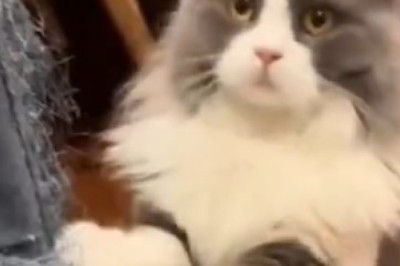 Hilarious Cat Goes Bonkers on Wool - Witness the Ultimate Feline Fashion Fail!