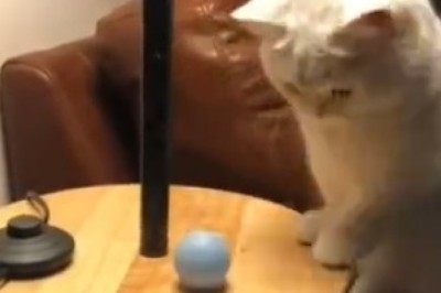 Watch This Hilariously Confused Cat Conquer the Art of Being Utterly Clueless!