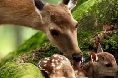 Buck-ananas: Hilarious Deer's Wild Romp through the Forest!