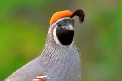 Feathered Comedian on a Tree: Watch the Hilarious Antics of this Playful Bird!