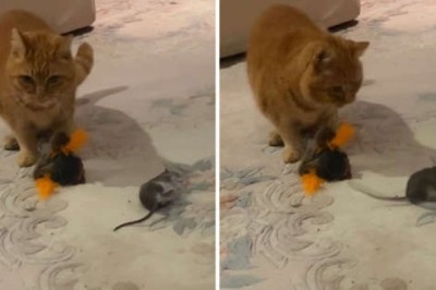 Feline Chaos: Cat Brings Lifeless Rat Home, Chaos Ensues