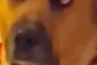 Hilarious Canine Critique: Dog's Adorable Disapproval of Owner's Dance Moves Goes Viral!