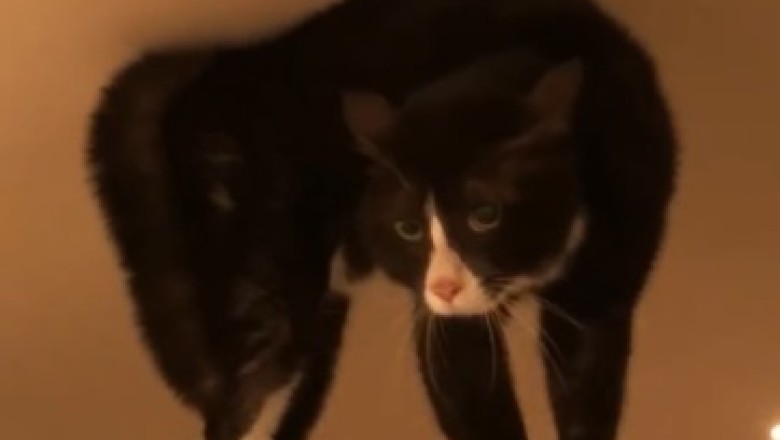 Hilarious Cat vs. Gravity: The Epic Battle on a Dresser!