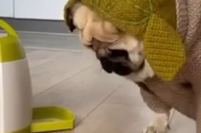 Hilarious Dog's Destructive Shenanigans Will Leave You in Stitches!