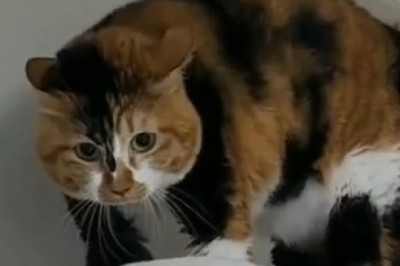 HILARIOUS TALKING CAT REVEALS BIG SECRET?!