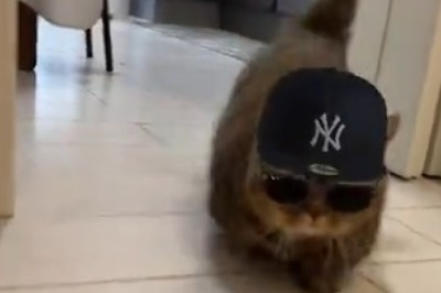 Meow-some Fashionista Alert! Cat Rocks Cool Glasses and Stylish Hat in Hilariously Adorable Video!