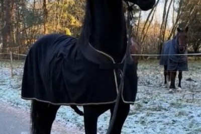 Neigh-maste: Brace Yourself for the Hilarity Unleashed by this Awesome Horse!