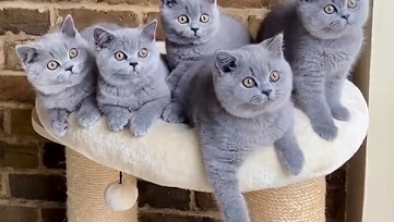 Pawsitively Adorable: Cats Get Their Groove On Watching Epic Dance Moves!