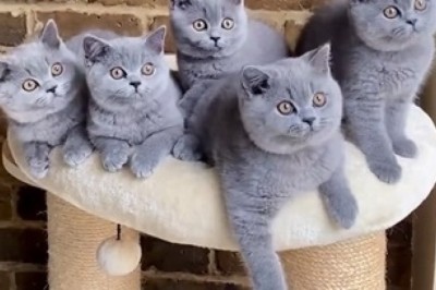 Pawsitively Adorable: Cats Get Their Groove On Watching Epic Dance Moves!